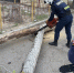 Не выдержало и упало: в Астрахани разобрались с опасным деревом - Bloknot-Astrakhan.Ru