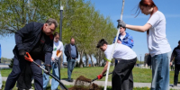 На центральной набережной Астрахани появились новые деревья - Bloknot-Astrakhan.Ru