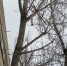 img - ЛДПР
