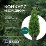 Астраханцы могут выиграть деревья для благоустройства дворов