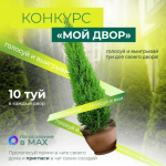 Астраханцы могут выиграть деревья для благоустройства дворов
