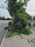 В Астрахани продолжаются работы по опиловке и обрезке деревьев и кустарников