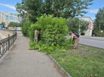 В Астрахани продолжаются работы по опиловке и обрезке деревьев и кустарников