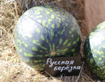 арбуз русская березка